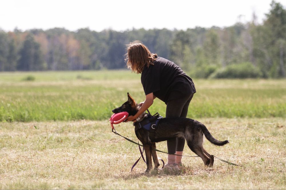 Кинолог/Дрессировка собак
