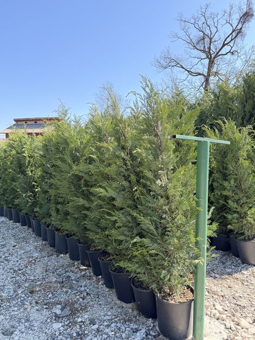 Leylandii cupressus toate marimile
