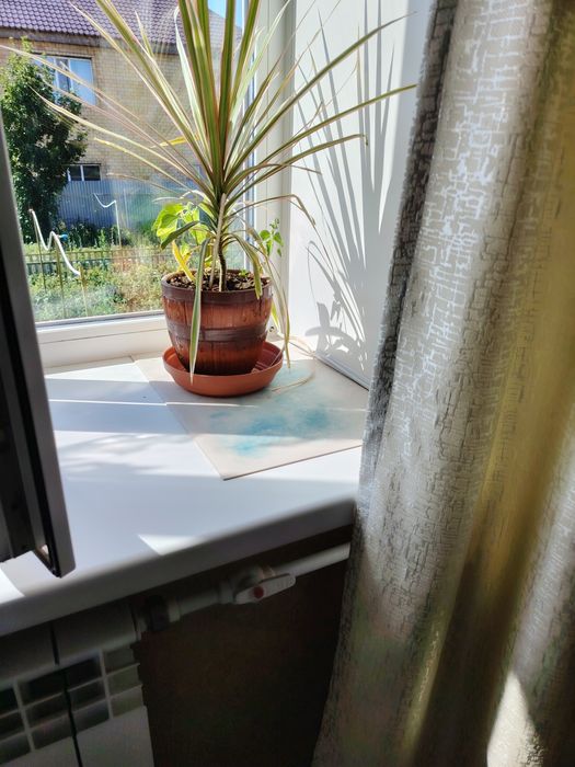 Алое Вера, драценап