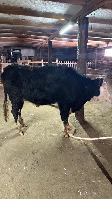 Продам коров 3-5 лет