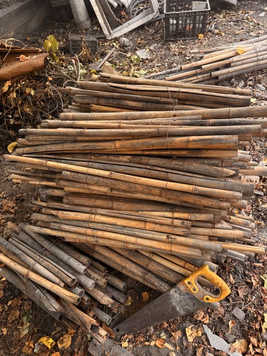 Продам бамбук сухой