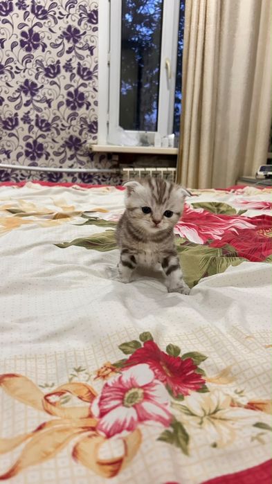 Шотландские скотиши