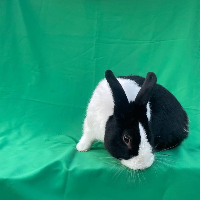 Golland Panda zotli quyon sotiladi