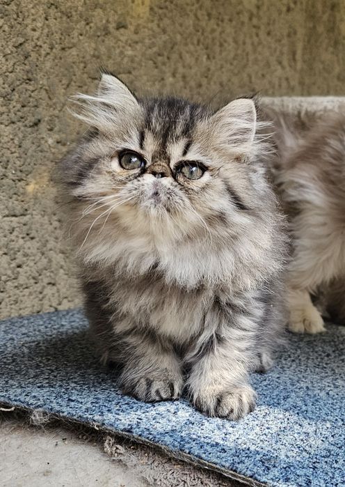 Персийско котенце