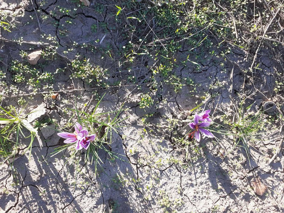 Vand sofran produs in propria gradina