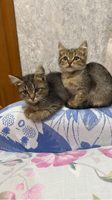 Котята бесплатно
