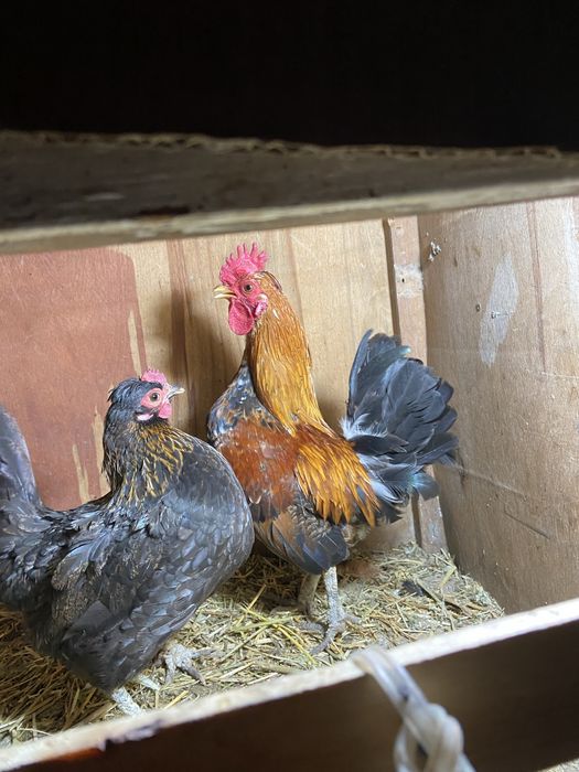 Китаец пара, петух бомба