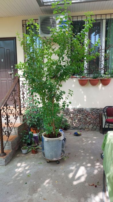 Продаётся привитая  цветущая берёза высота 3м