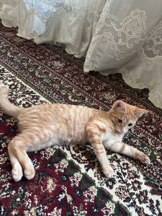 Одам кошечку в добрые руки.