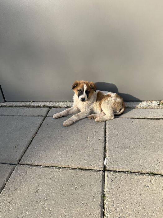 Подарява се мъжко кученце