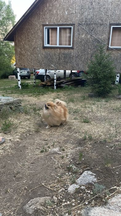 Харли Квин ищет своего Джокера