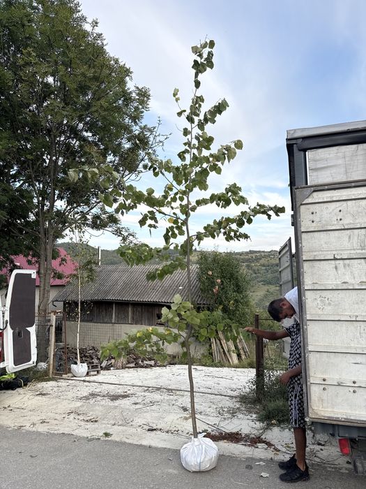 Mesteceni /Copaci ornamentali - Mesteacan