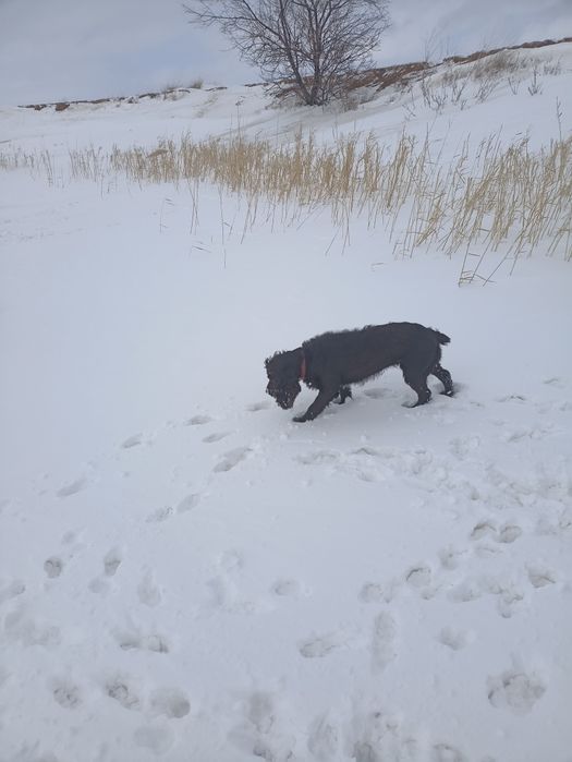 Собака кокер спаниель