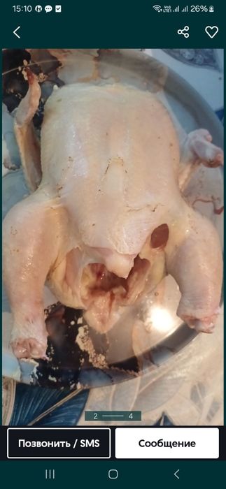 Домашние цыплята бройлеры бройлер