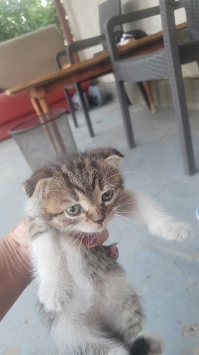 Отдам котят бесплатно