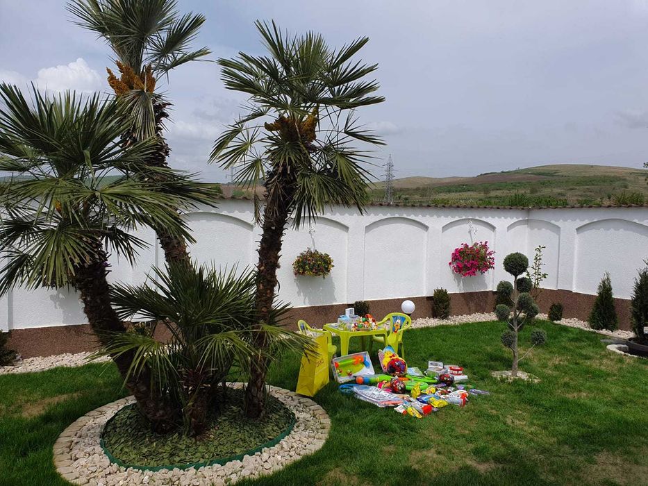 Palmieri rezistenti iarna 1000 disponibili pe stoc livrare rapida toata tara