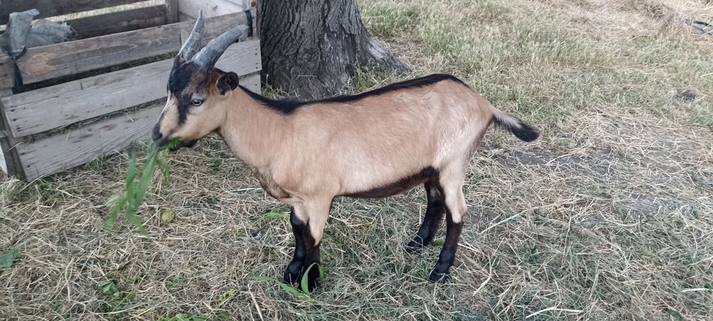 2 iezi și o iediță de vânzare din mame bune de lapte