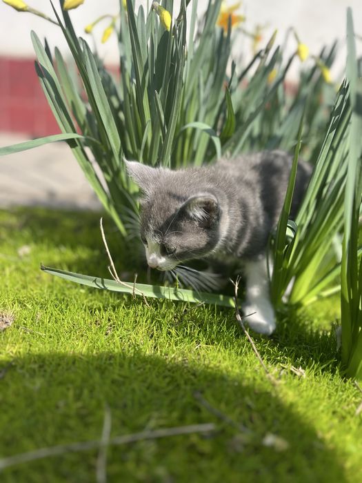 Скоттиш фолд 2 месяцев