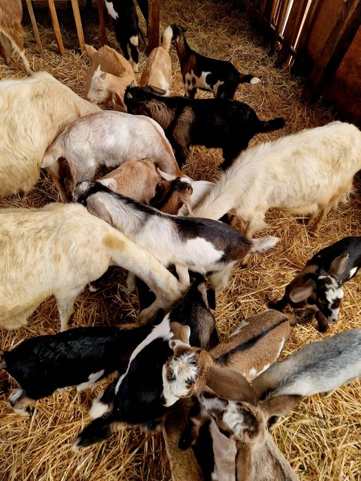 Ieduțe și iezi din capre foarte bune de lapte și țap Anglo-Nubian