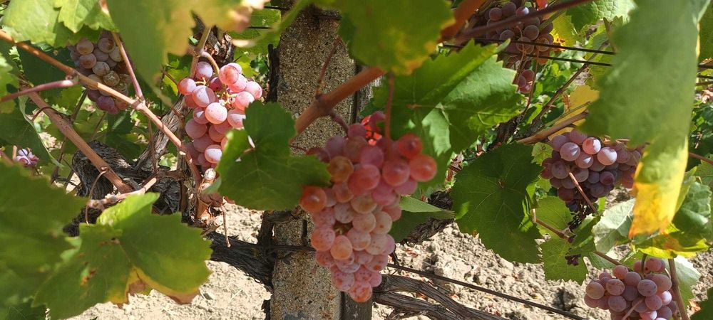 Продавам грозде,червен мискет, област Сливен