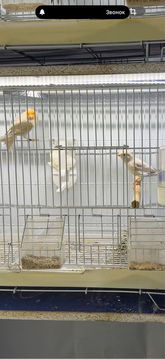 Канарейка пара самка и самец