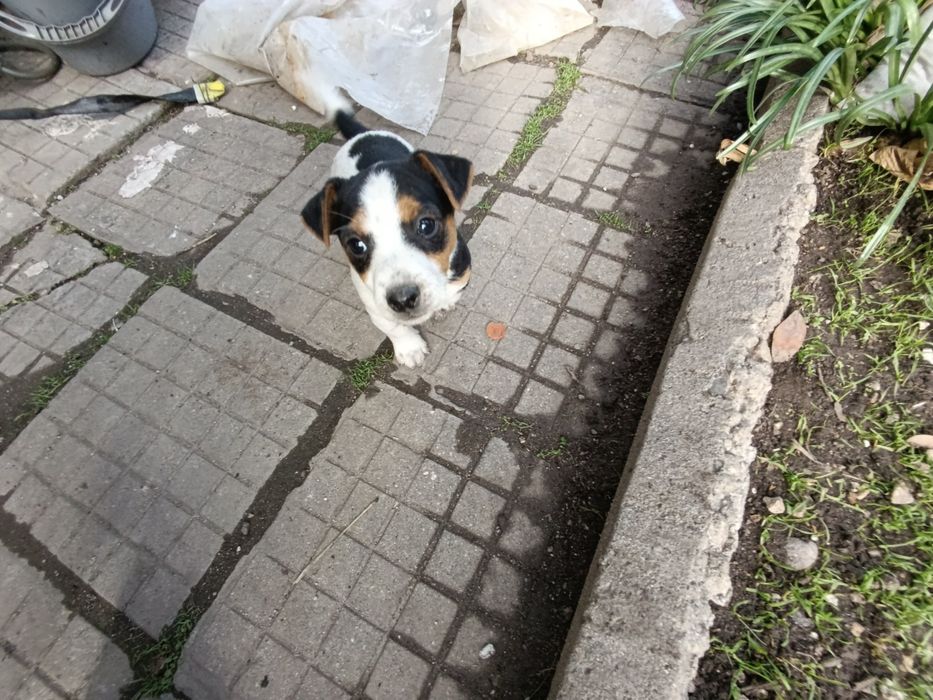 Продавам кученца Джак ръсел. Родени на13.10.2025