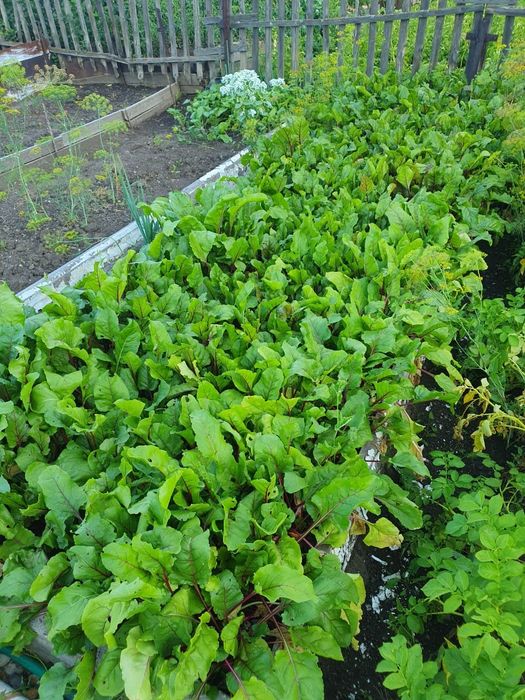 Продам дачу Химик верх