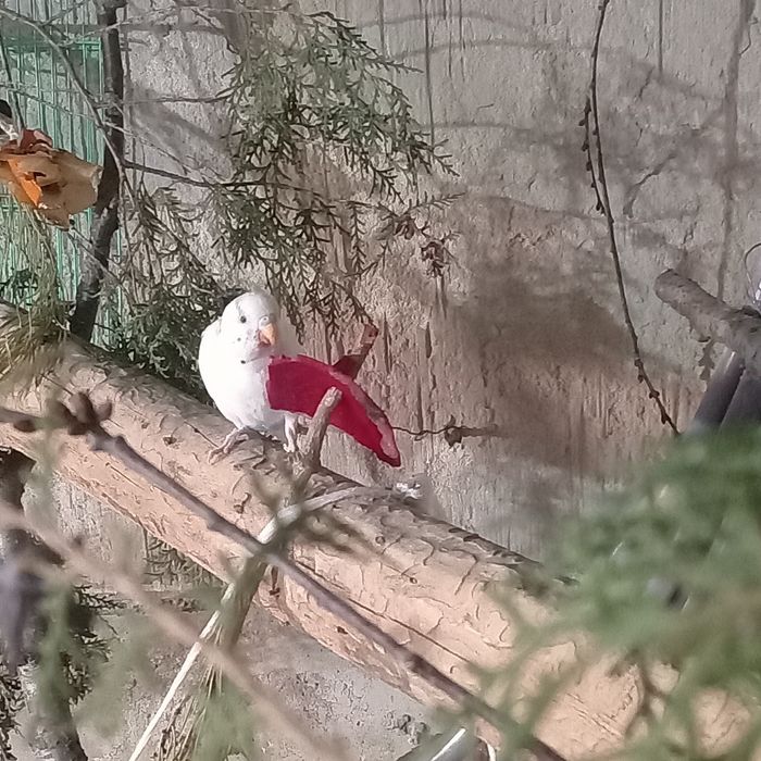 попугай, ЧИТАТЬ описание