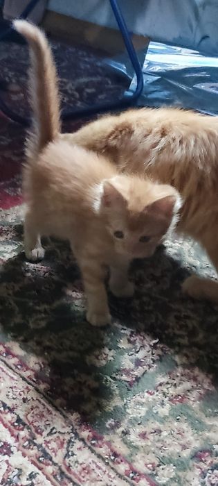 отдам домашних  котят , обе девочки