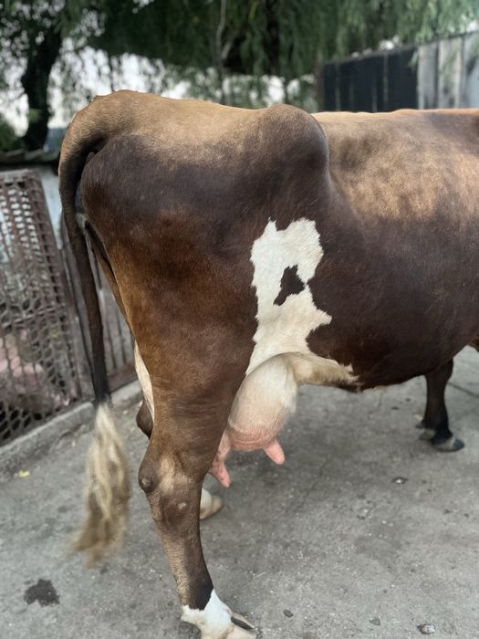 Vacă cu vițel de vânzare
