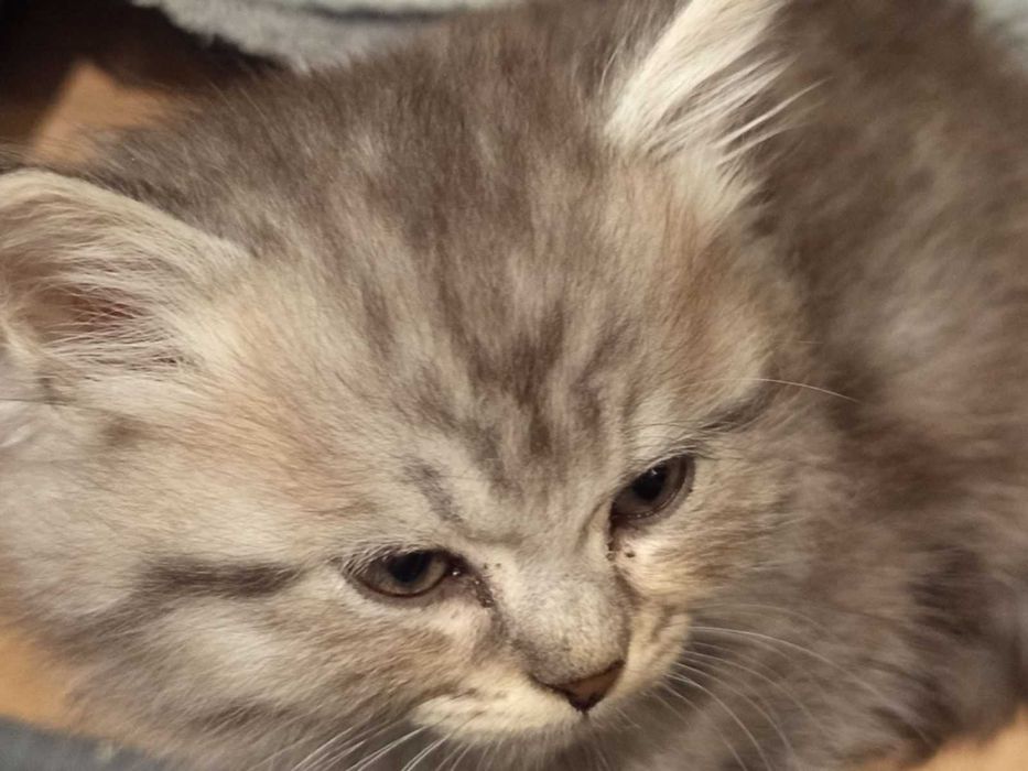 Полуперсийски котенца