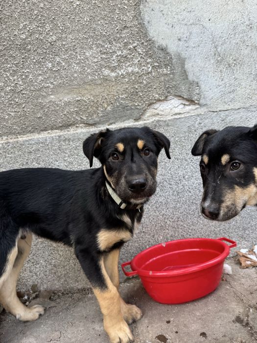 Мъжко куче на 4 месеца - ваксинирано, обезпаразитено с паспорт