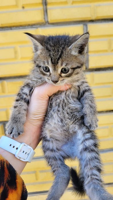 Отдам котят даром ! 3 котёнка