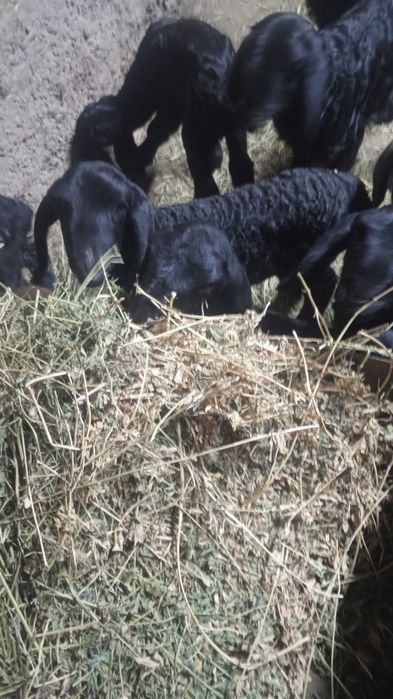 Козылар сатылады  козы