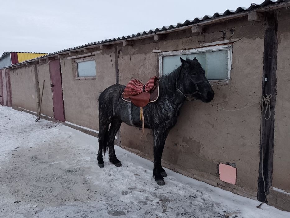 Құнаннан дөнен шығар сатамын