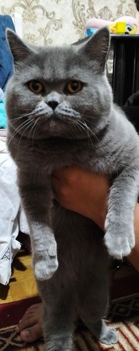 Котенка в хорошие руки