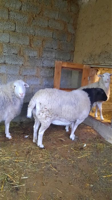 Жас дорпер қой сатылады!