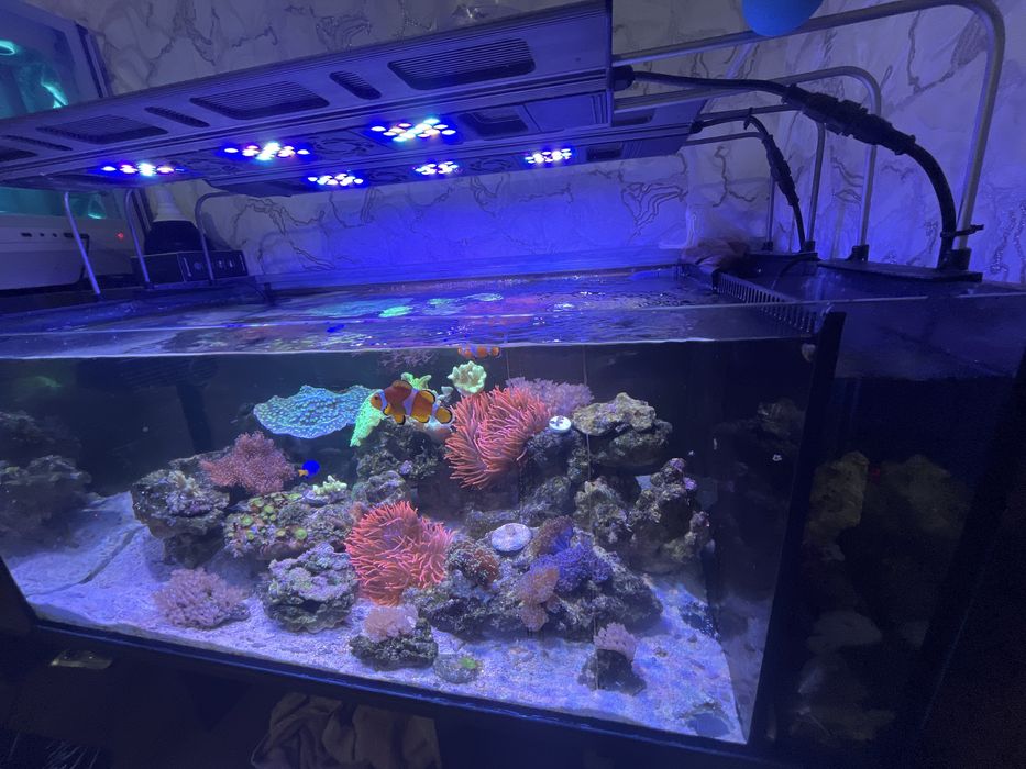 Морской аквариум