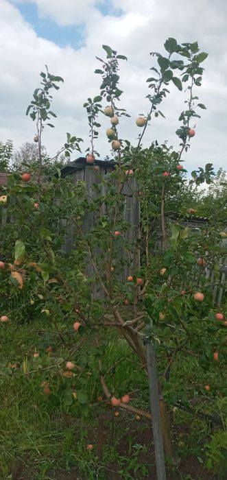 Продам дачу в обществе Борки