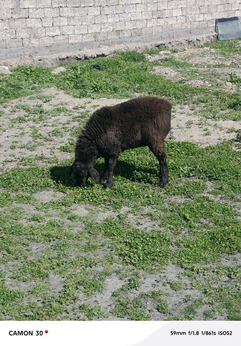 кузи ургочи 8 ойлик сотилади