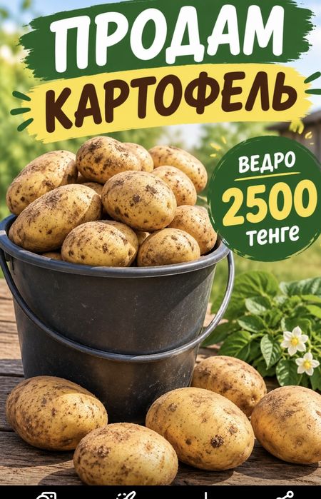 Продам картофель