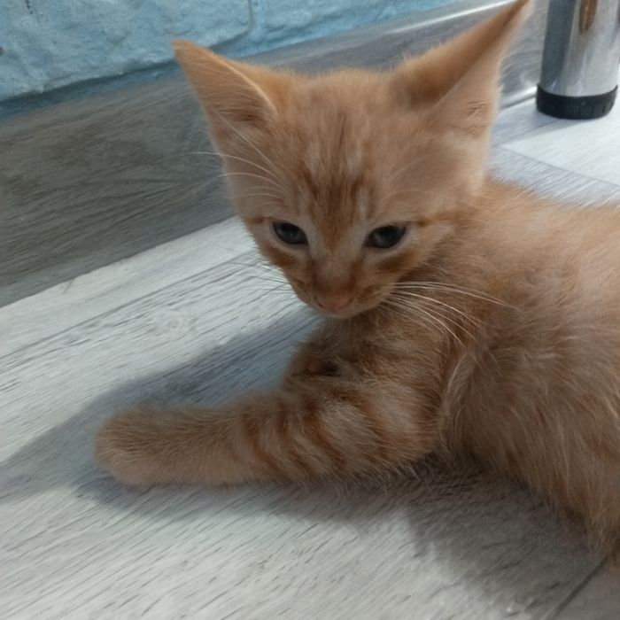 Отдам В добрые руки!