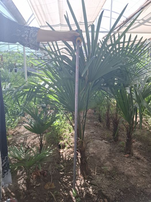 Трйохкорпус   палма кўчатлари 50 минг сўмдан 120 минг сўмгача