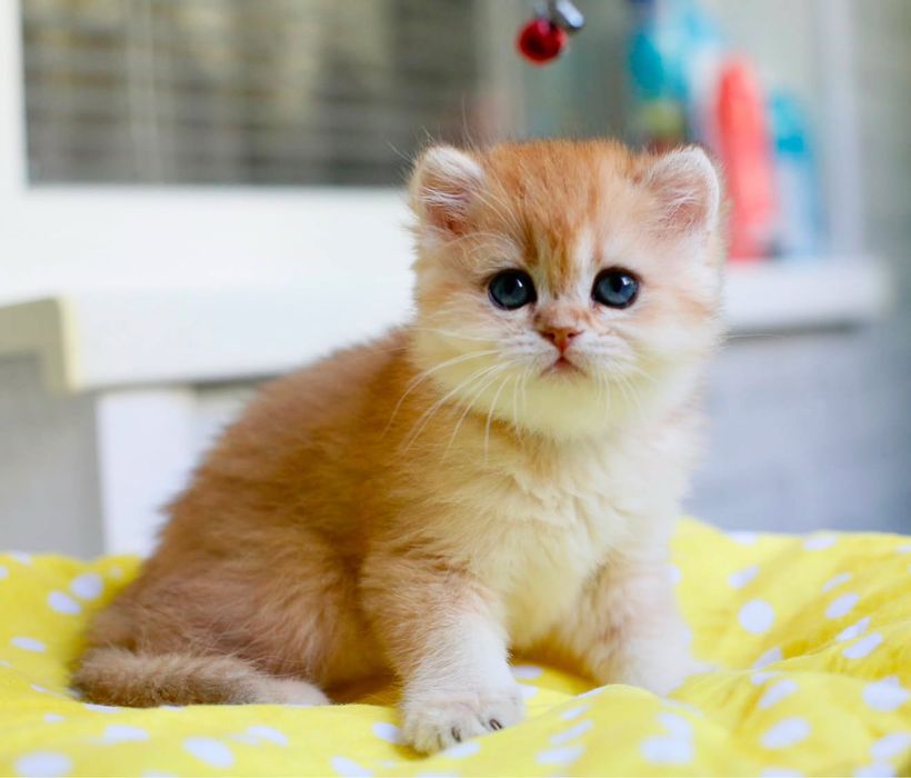 Котята золотая шиншилла