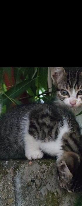 Adoptie 2 pui de pisica