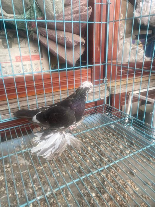 Майля-соч голубка молодая