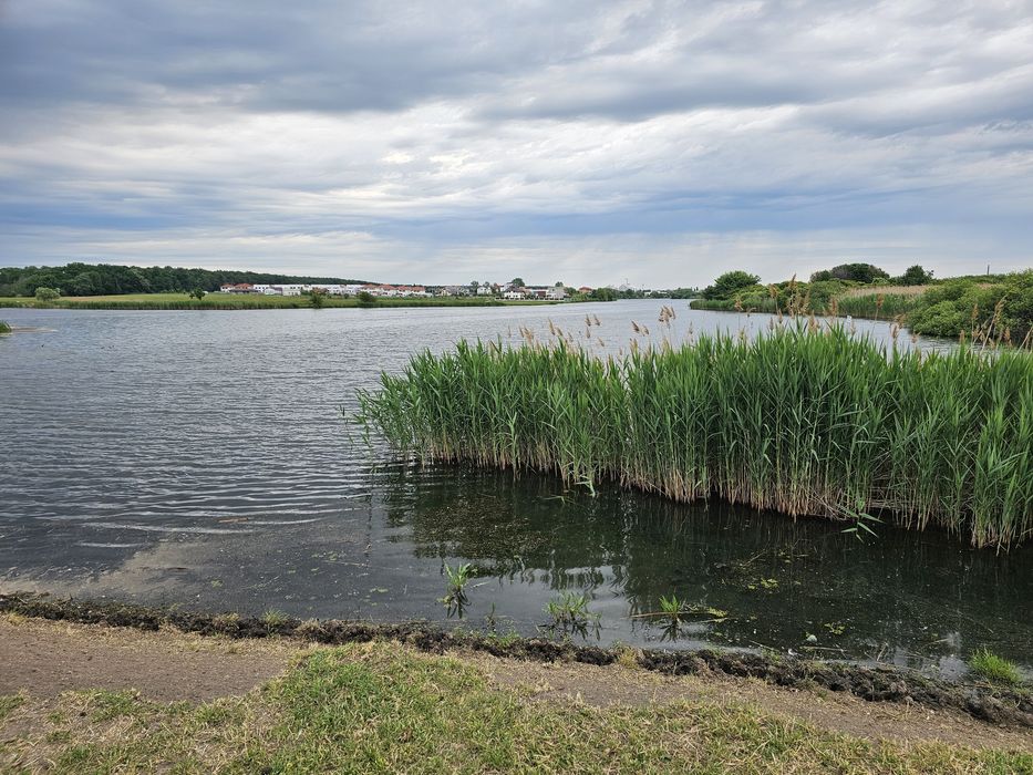 Vând teren amplasat   pe  malul lacului   Mogoșoaia