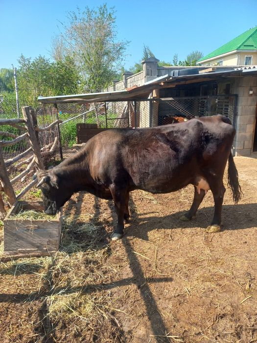Карова Пламенная продаётся