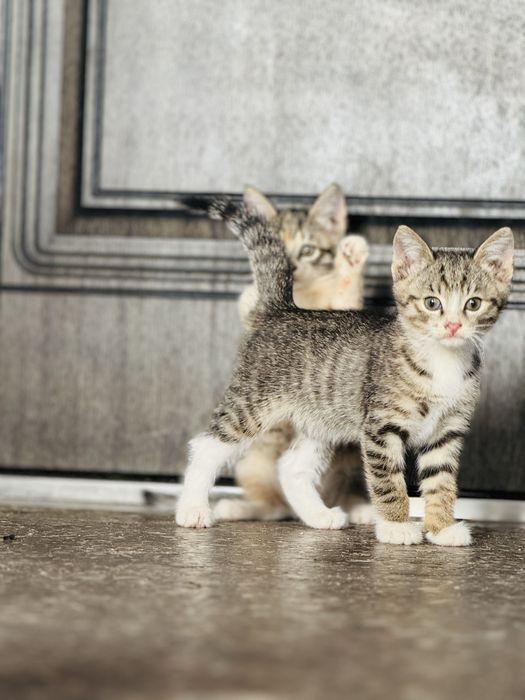Котята добрые руки