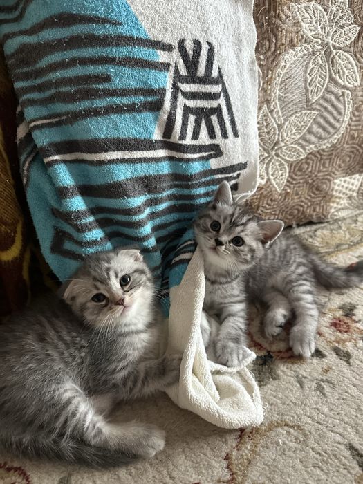 Шотландски котета